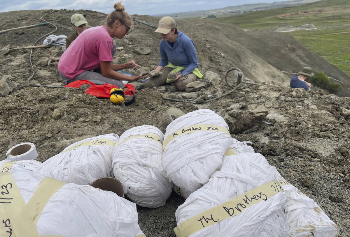 In this photo provided by Giant Screen Films, chief preparator Natalie Toth, left, of the Denve ...