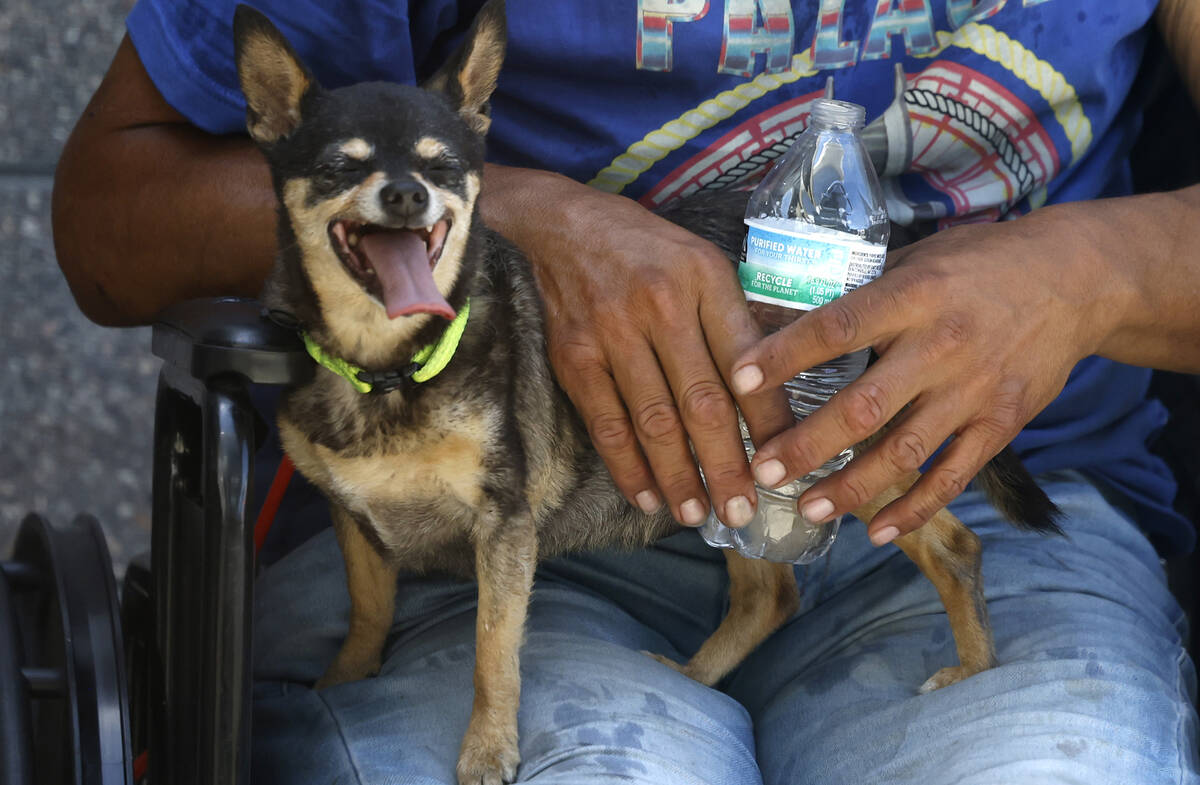 Polly sits on her owner Daniel Zamora's lap during a hot day at city of Las Vegas Courtyard hom ...