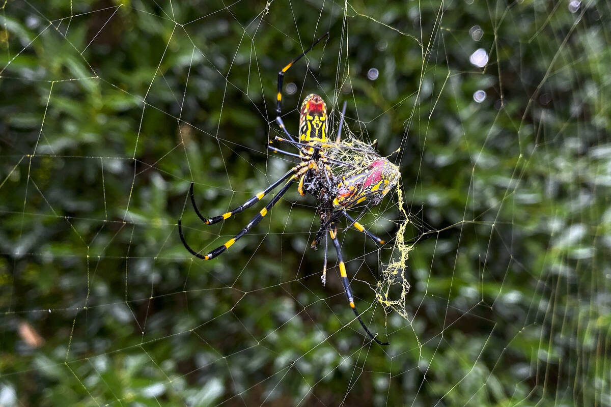 Joro spiders moving across United States | Nation and World - Vimarsana News
