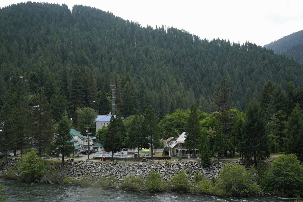 Homes in the city of Downieville, Calif., can be seen, Tuesday, June 6, 2023. A bear that repea ...