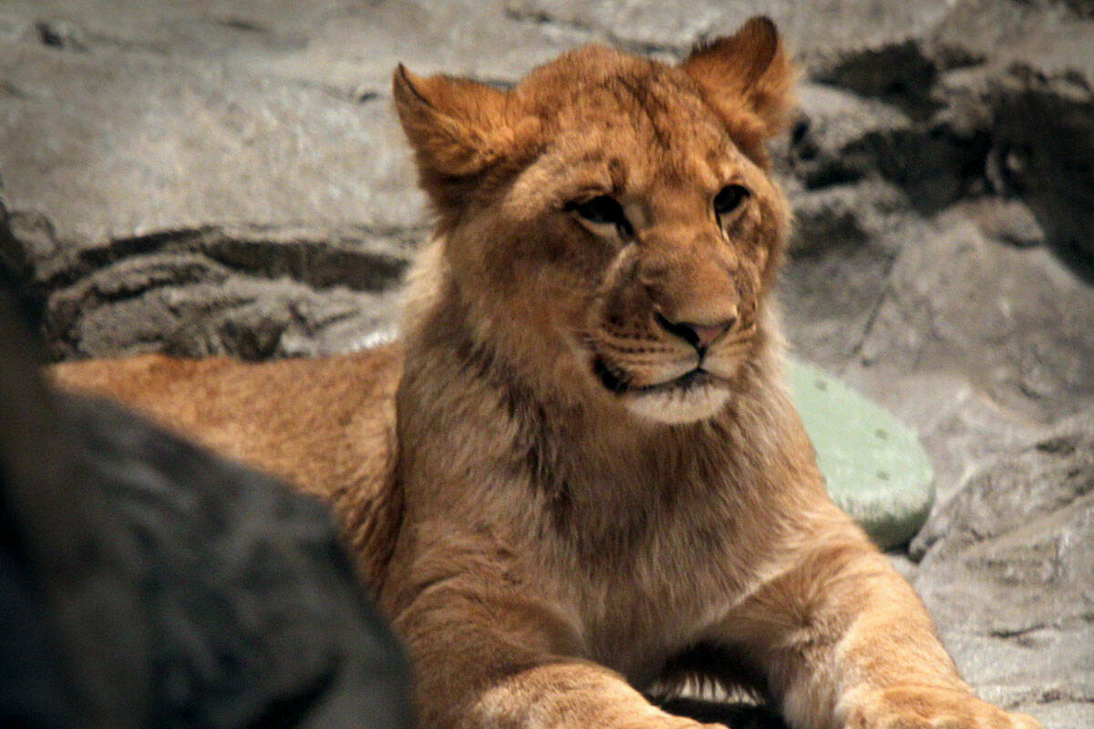 A lion lays in the Lion Habitat at MGM Grand on Wednesday, Dec. 28, 2011. (Las Vegas Review-Jou ...