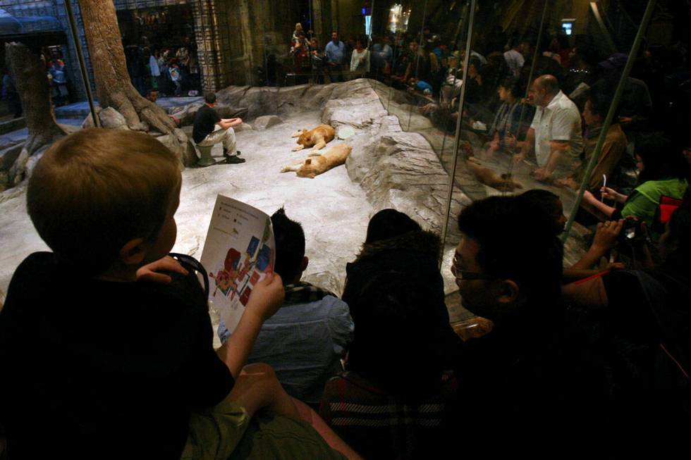 Lucas Petersen, 3, from Nebraska, holds a map of MGM Grand while sitting on top of his dad Jeff ...