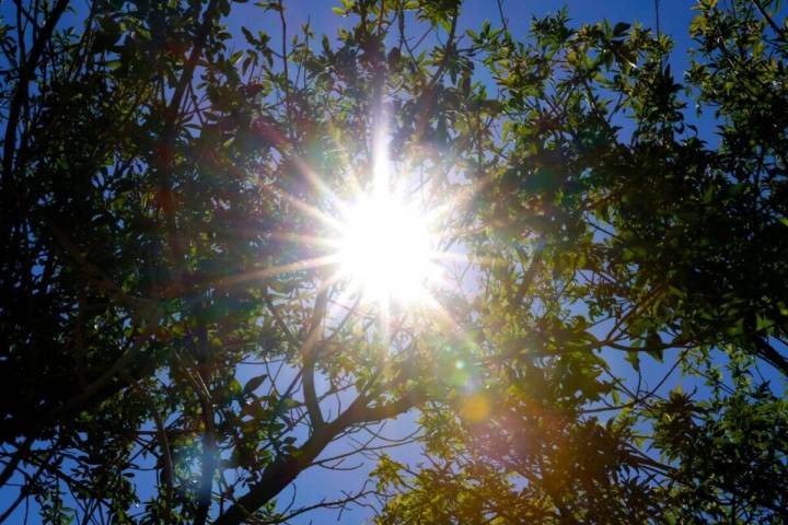 The afternoon sun light rays pierce through tree branches at Bruce Trent Park, on Monday, July ...