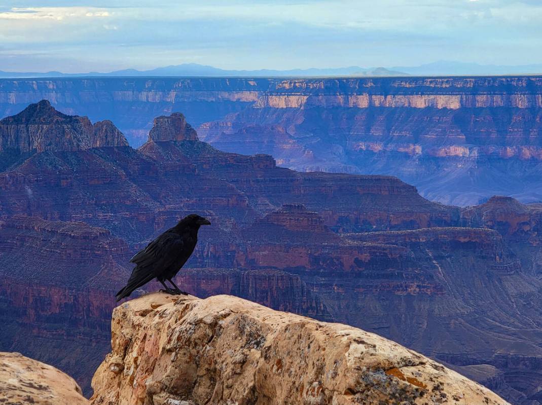 A raven perches above the Grand Canyon. (Natalie Burt)