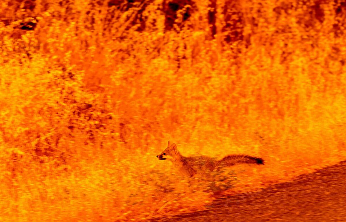 An animal runs through grass while fleeing flames as the Park Fire tears through the Cohasset c ...