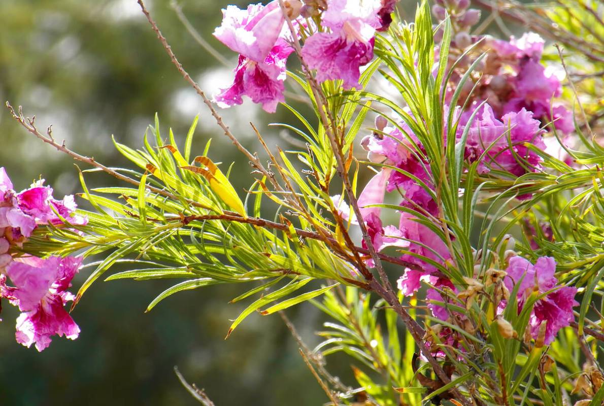 Desert willow is a fragrant, flowering native of the Southwest that thrives in our dry heat. (G ...
