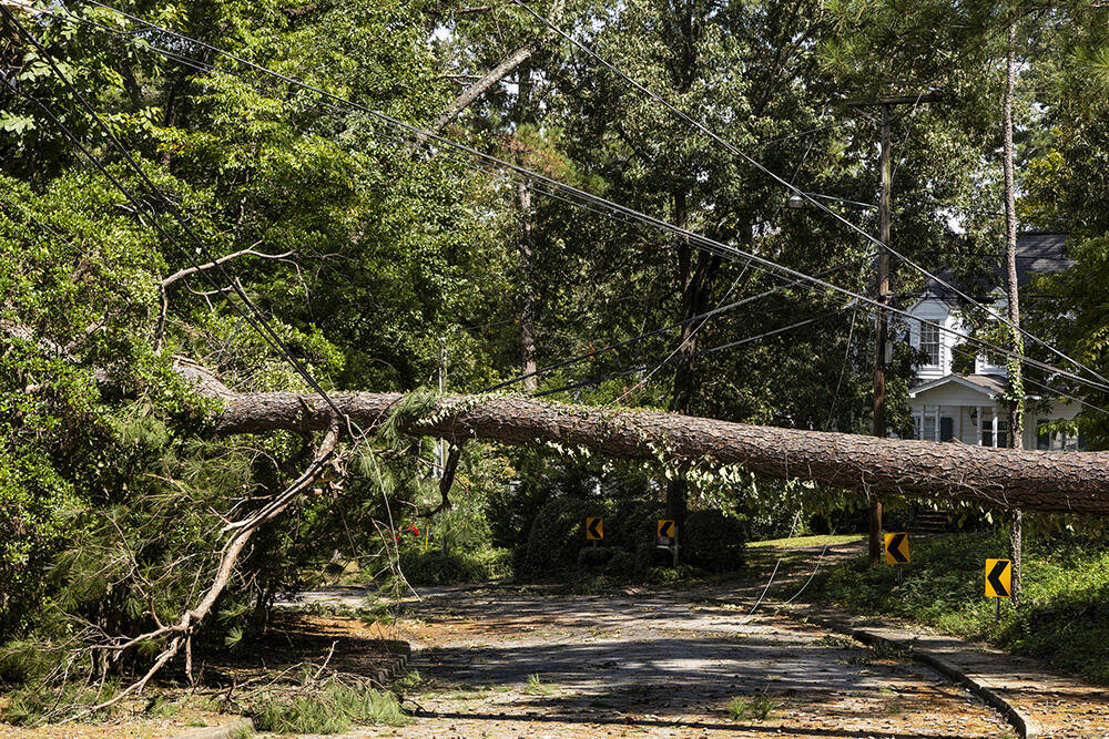 Trees that fell when Hurricane Helene hit Forest Acres, S.C., weigh down power lines near the i ...