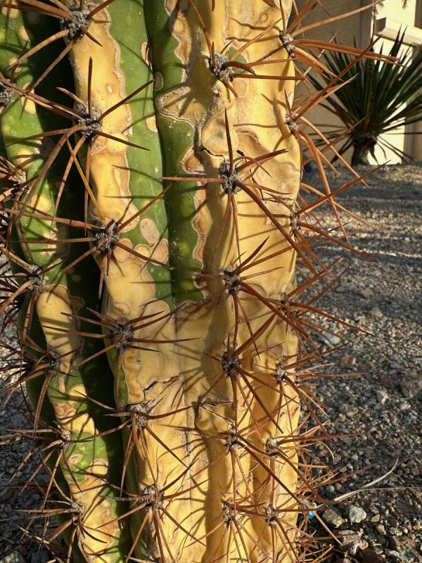 I think the problem with this Argentine saguaro started as a sunburn infection and continued as ...
