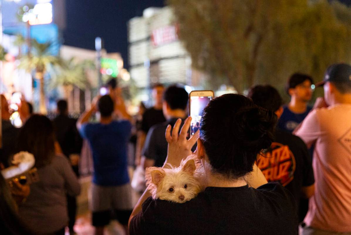 A small dog looks on as people gather to watch the implosion of the Tropicana Las Vegas on Wedn ...
