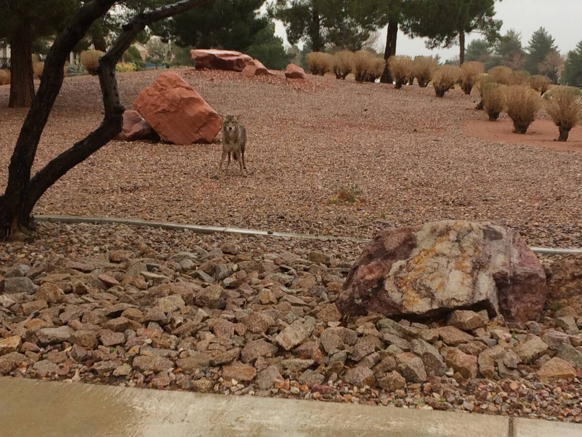 How to keep your pets safe from coyotes in Southen Nevada