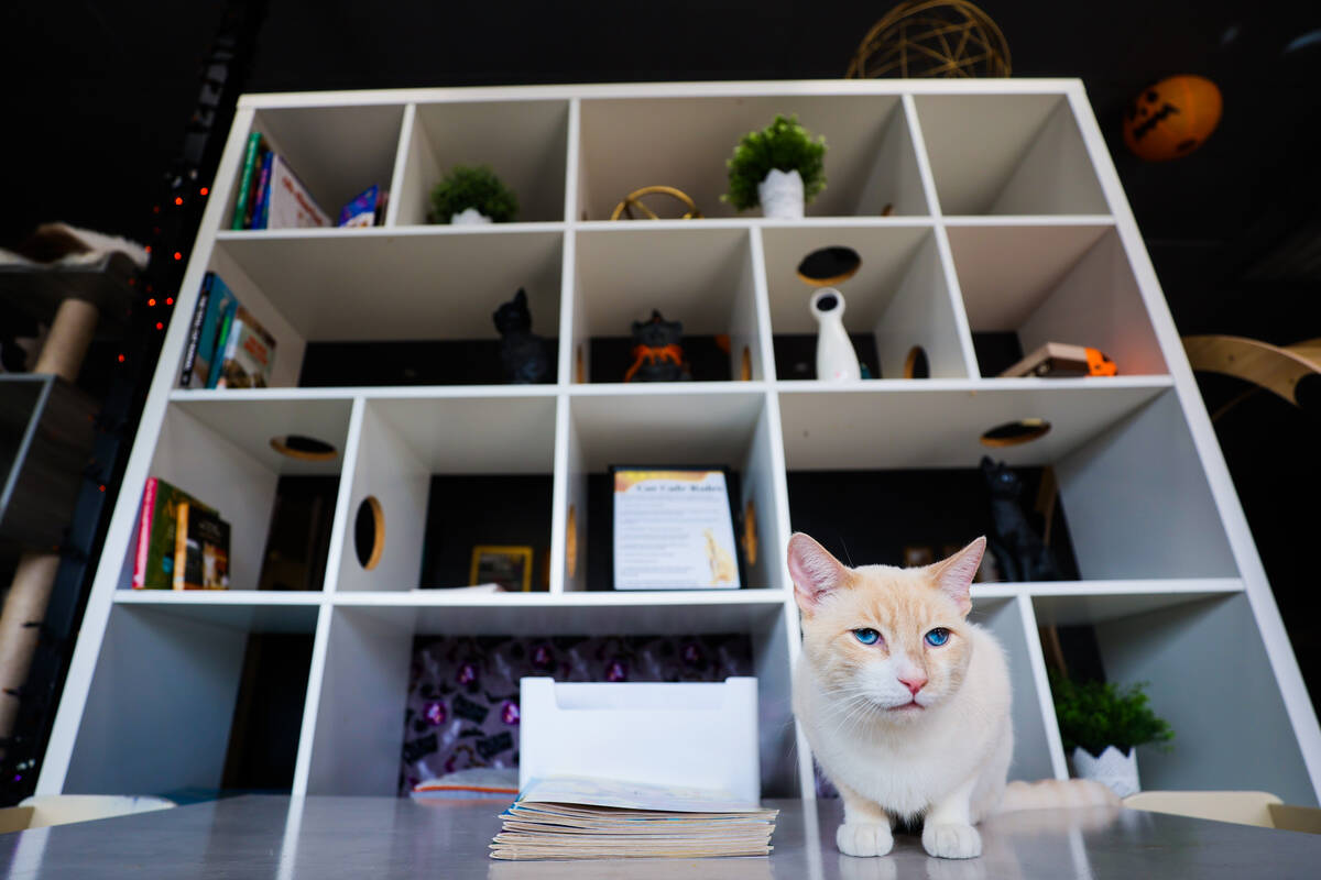 Las Vegas’ two cat cafés bring cats, coffees, and chaos
