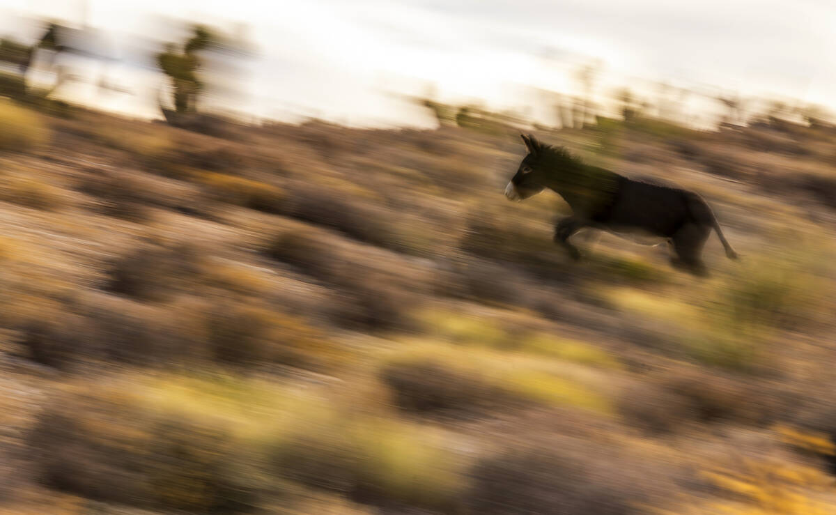A wild burro runs up the side of a hill as he roams the land near Cold Creek on Friday, Jan. 3, ...