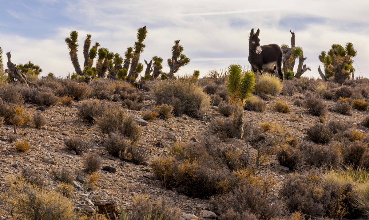 A wild burro stands atop of a hill as he roams the land near Cold Creek on Friday, Jan. 3, 2025 ...