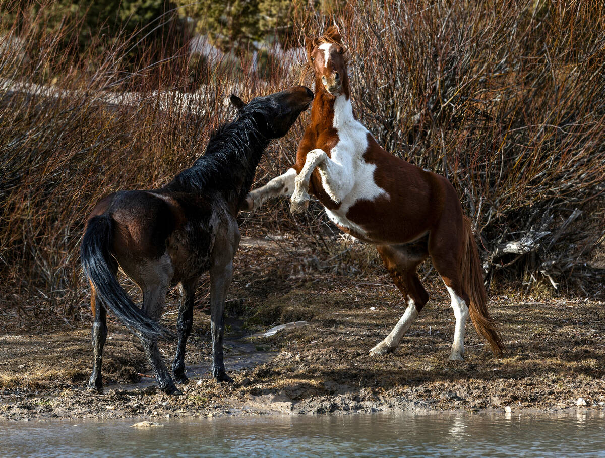 Wild horses tangle about a retention pond near Cold Creek on Friday, Jan. 3, 2025, outside of L ...