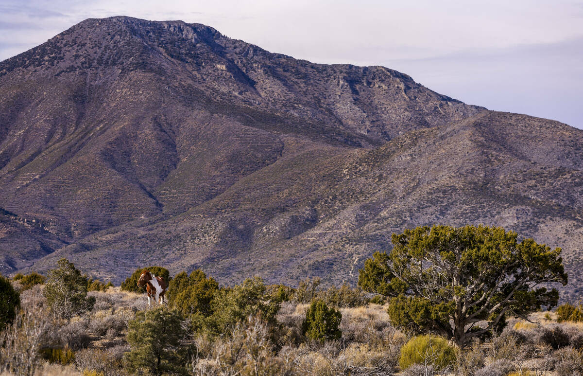 Wild horses meander though the desert landscape near Cold Creek on Friday, Jan. 3, 2025, outsid ...