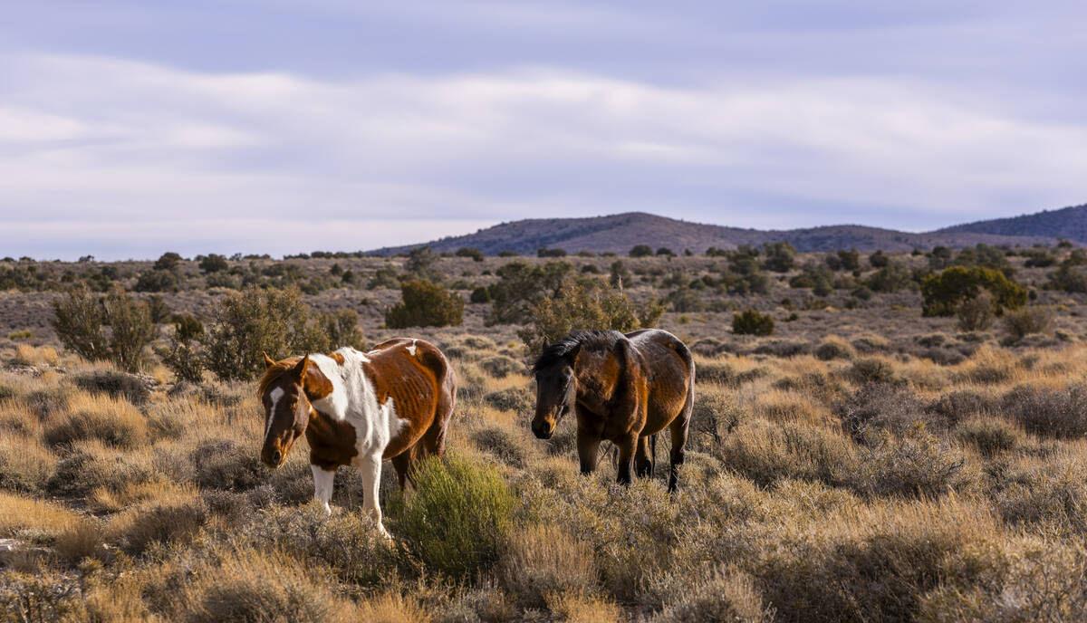 Wild horses meander though the desert landscape near Cold Creek on Friday, Jan. 3, 2025, outsid ...