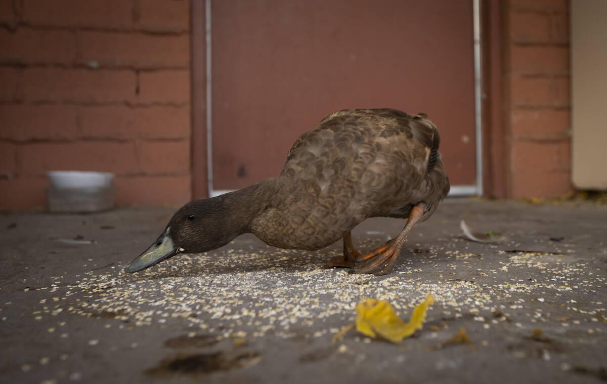 Sunny the duck snacks on food at the Inspiring Children Foundation nonprofit, which assists you ...