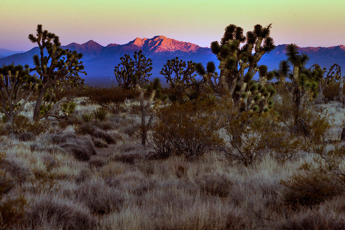 Spirit Mountain reflects the last glow of sunlight within the Avi Kwa Ame proposed national ...