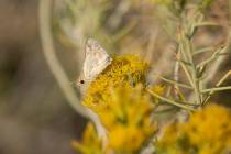 A bleached sandhill skipper in the meadows at Baltazor Hot Spring in Humboldt County, Nevada, o ...