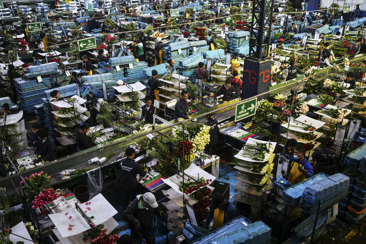 Workers pack flowers primarily intended for export to the U.S. at a flower farm in Chia, on the ...