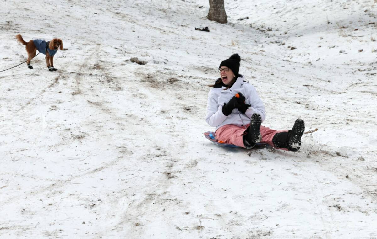 Alyce Pilgrim of Las Vegas sleds while her dog Indiana “Indy” Bones watches in a light snow ...