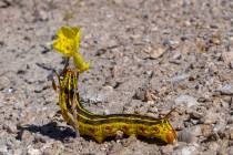 A Sphinx Moth caterpillar munches on a flower on land where the hundreds of mining claims are s ...