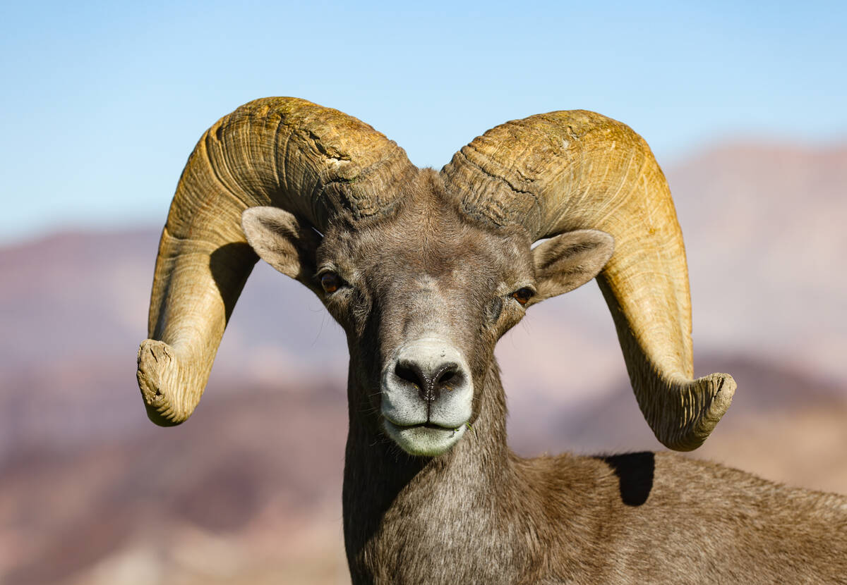 A bighorn sheep at Hemenway Valley Park in Boulder City on Nov. 4, 2024. (Las Vegas Review-Journal)