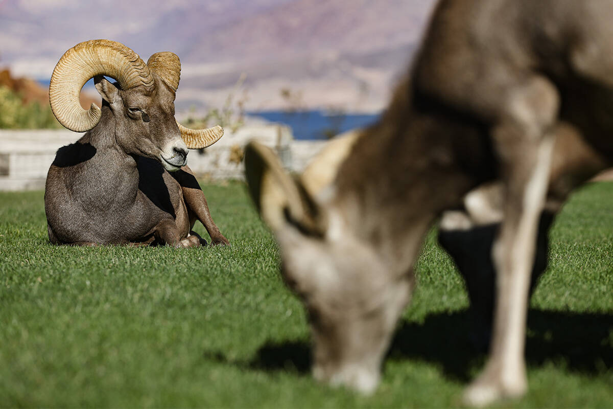 Bighorn sheep graze at Hemenway Valley Park in Boulder City on Nov. 4, 2024. (Las Vegas Review- ...