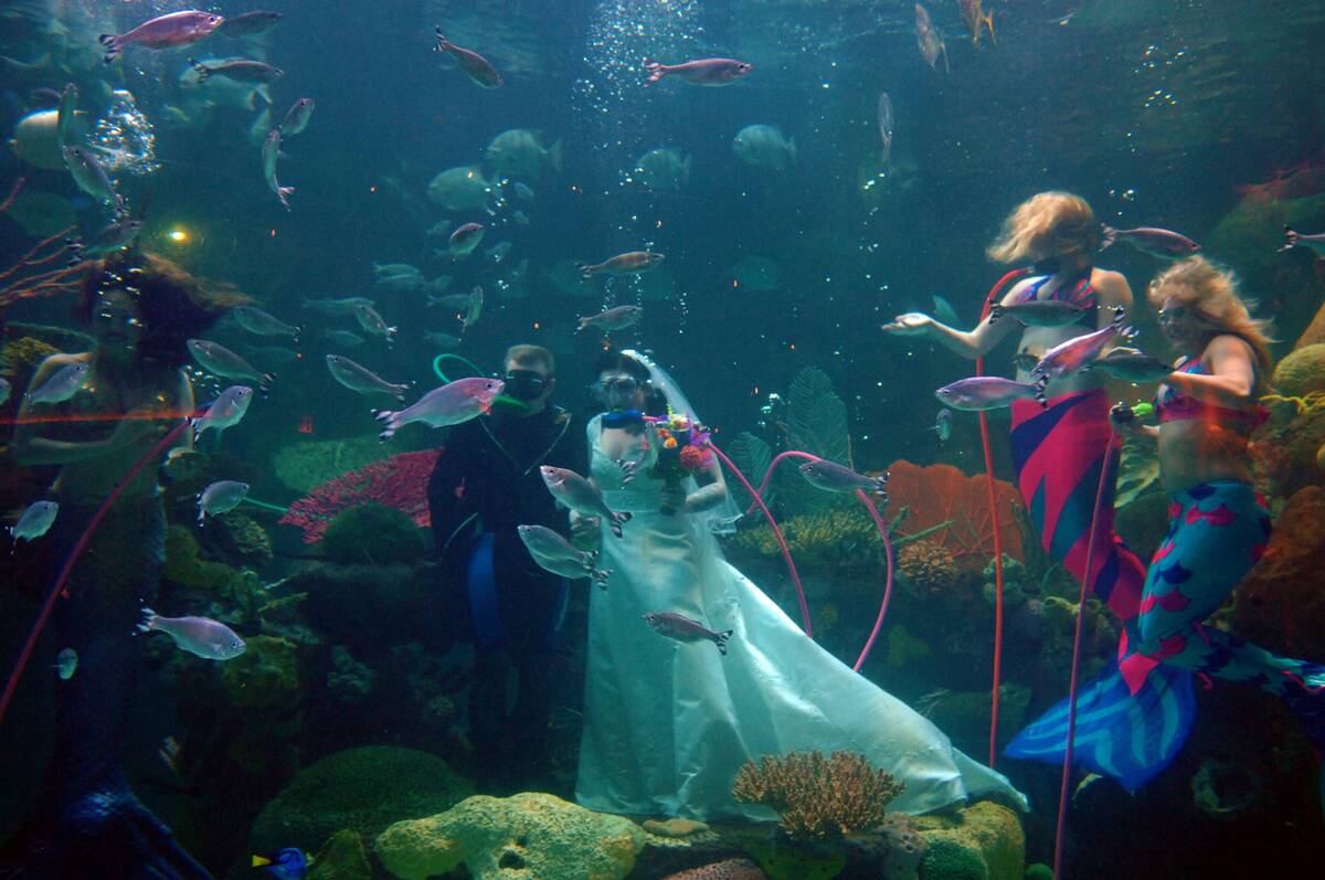 The Silverton offers weddings in its 117,000-gallon aquarium. (Silverton Casino Lodge)