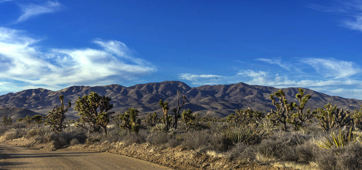 Joshua trees line the road to Crescent Peak within the proposed Avi Kwa Ame National Monument s ...
