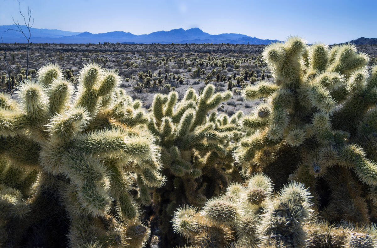 Teddybear Chollas are seen within the proposed Avi Kwa Ame National Monument on Feb. 12, 2022, ...