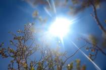 The sun shining through a creosote bush at Red Rock Canyon National Conservation Area just outs ...