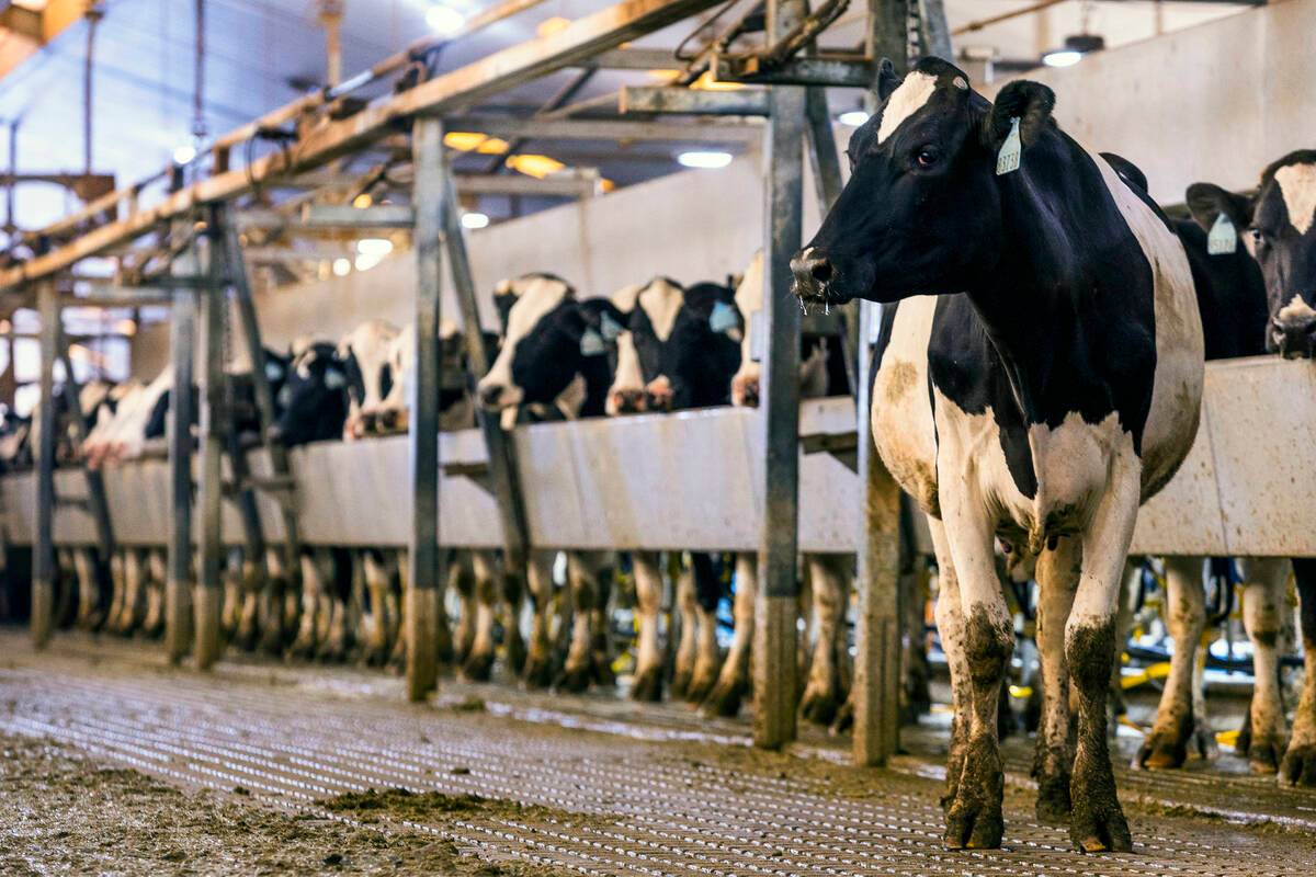 New type of bird flu detected in Nevada dairy cattle | Local Nevada | Local