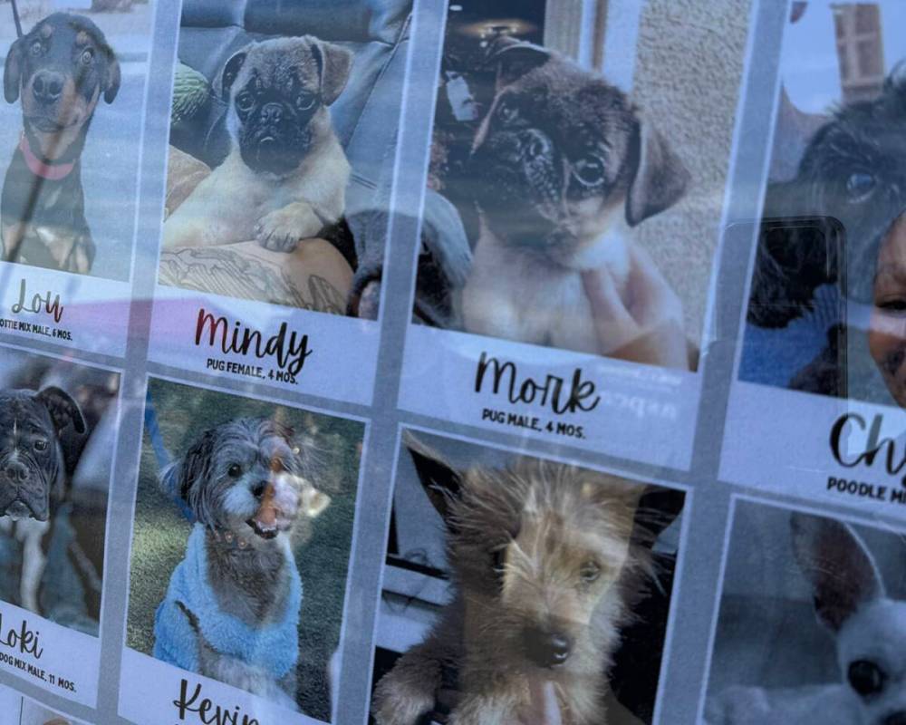 Mindy and Mork with the Vegas Pet Rescue Project were two pugs up for adoption at Clark County' ...