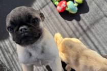 Mindy and Mork with the Vegas Pet Rescue Project were two pugs up for adoption at Clark County' ...