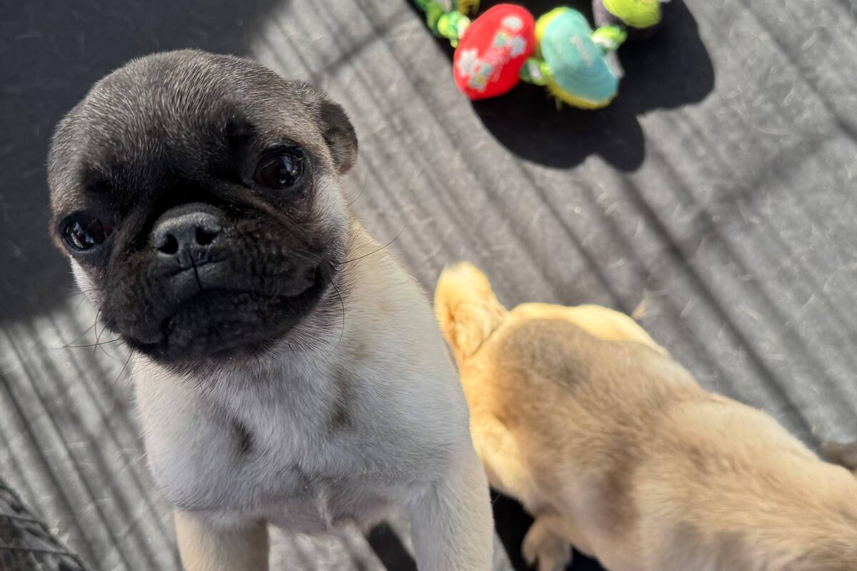 Mindy and Mork with the Vegas Pet Rescue Project were two pugs up for adoption at Clark County' ...