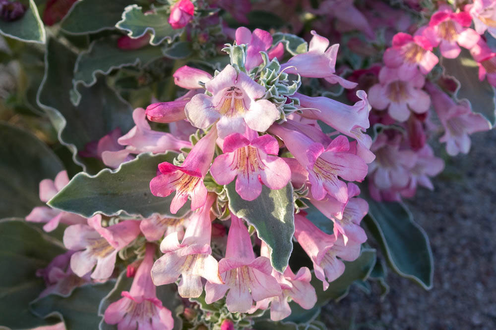 The white-margined penstemon, known scientifically as penstemon albomarginatus, is a plant that ...