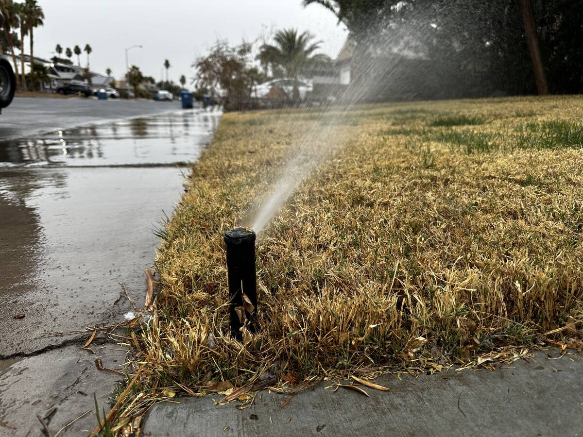 A sprinkler waters a residential lawn as rain moves through the Las Vegas valley Thursday, Febr ...