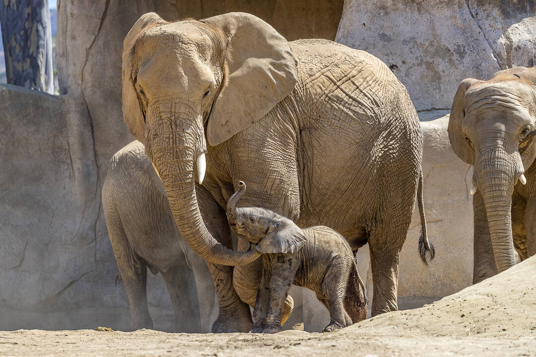 (Ken Bohn/San Diego Zoo Safari Park via AP)