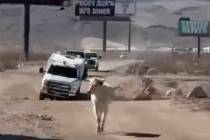 Nevada Department of Transportation chased and later captured a loose cow that was running near ...