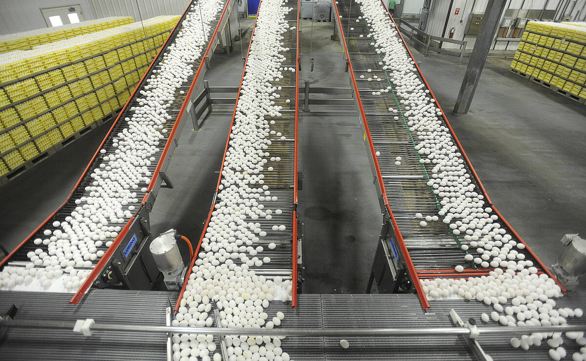 FILE - In this July 28, 2012 file photo, chicken eggs are transported by conveyor belt from the ...