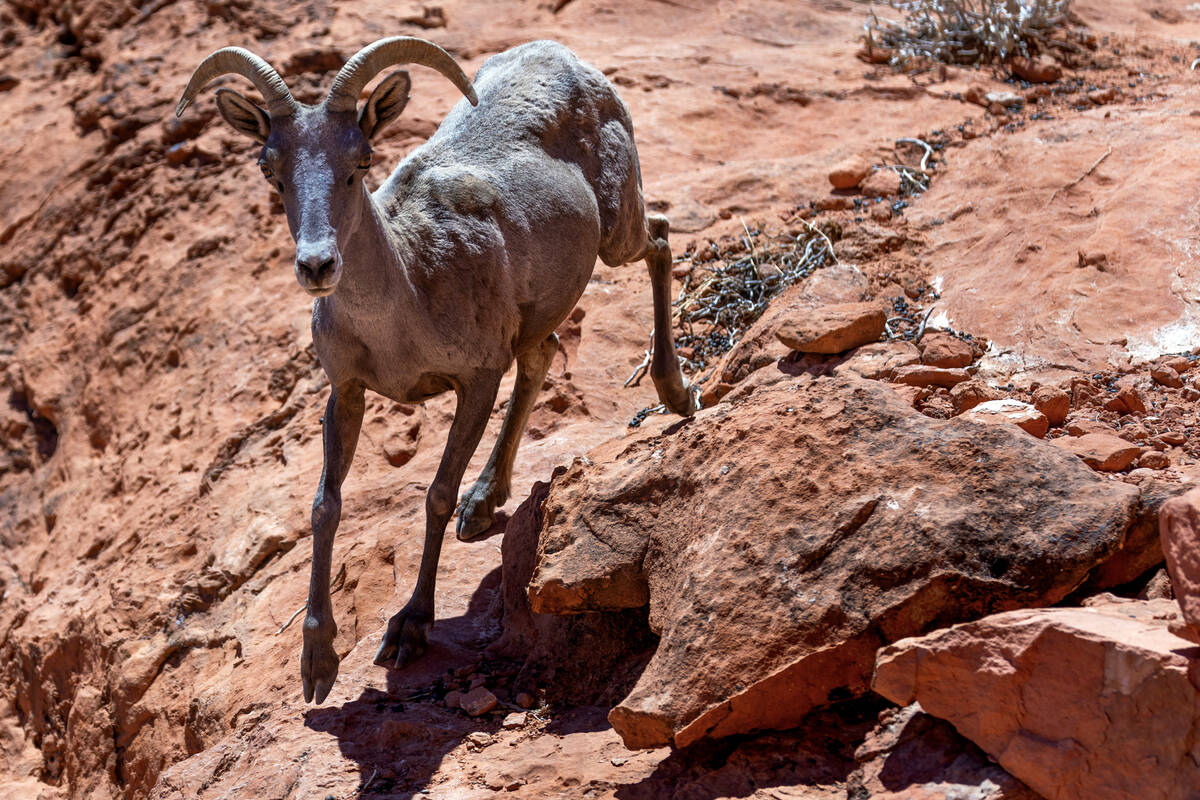 A bighorn sheep moves down a ridge in Valley of Fire State Park on June 28, 2022, in Overton. T ...