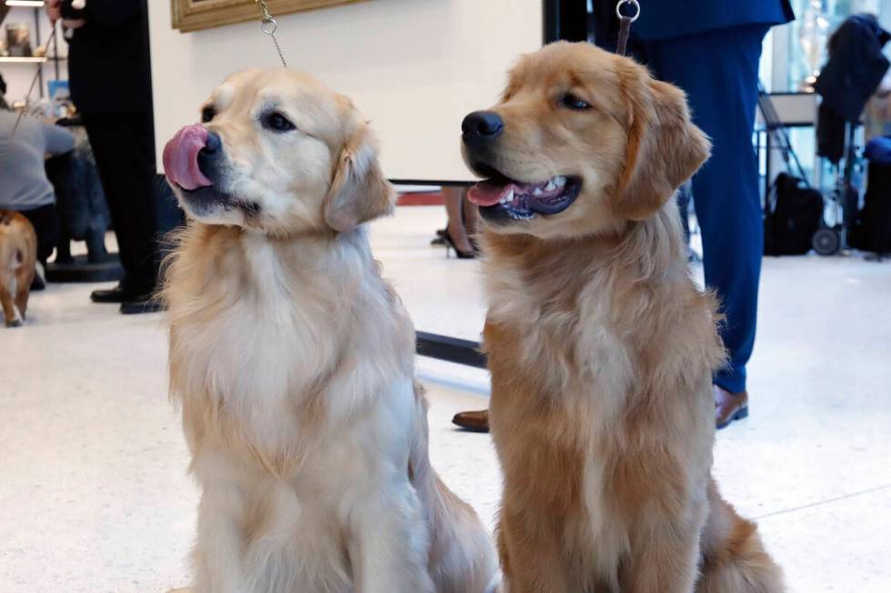 Golden retrievers Alistair, age 2 1/2, left, and Chuker, age 7 months, pose for photos at the M ...
