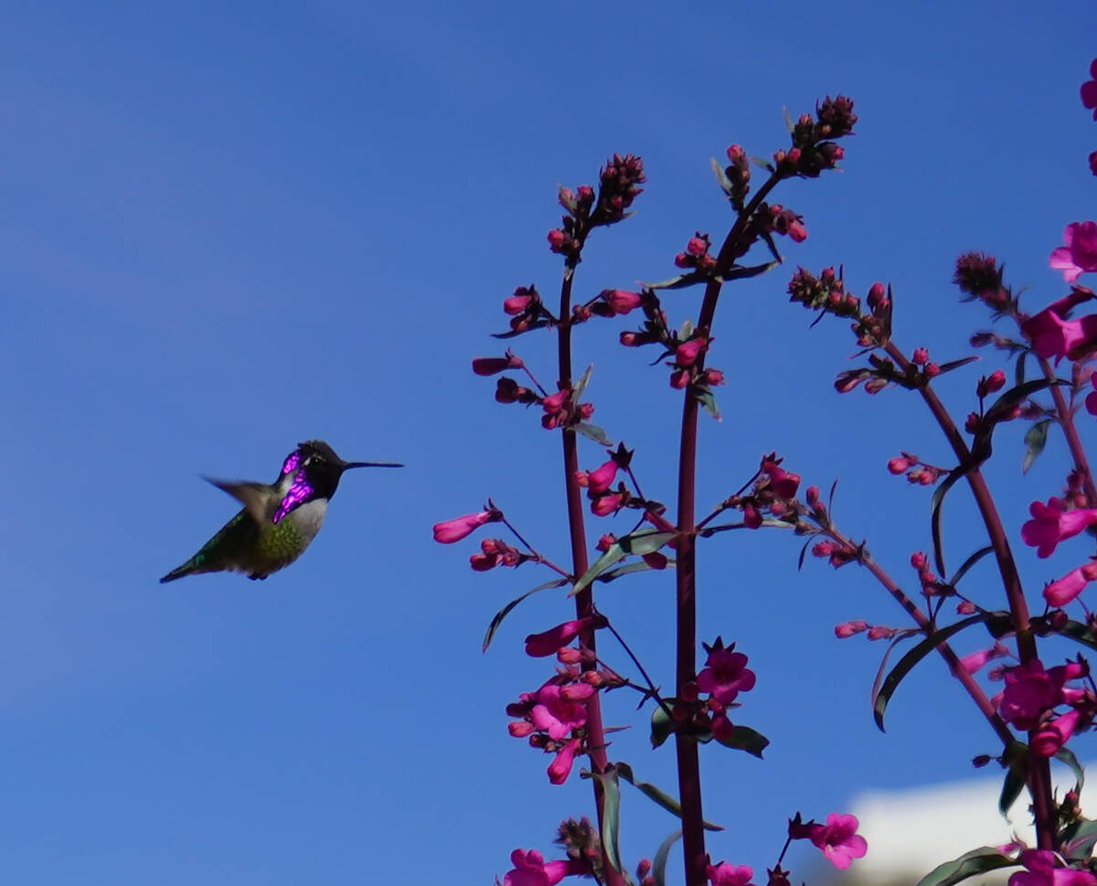 A Costa’s hummingbird feeds from penstemon in the xeric garden of the Bureau of Reclamat ...