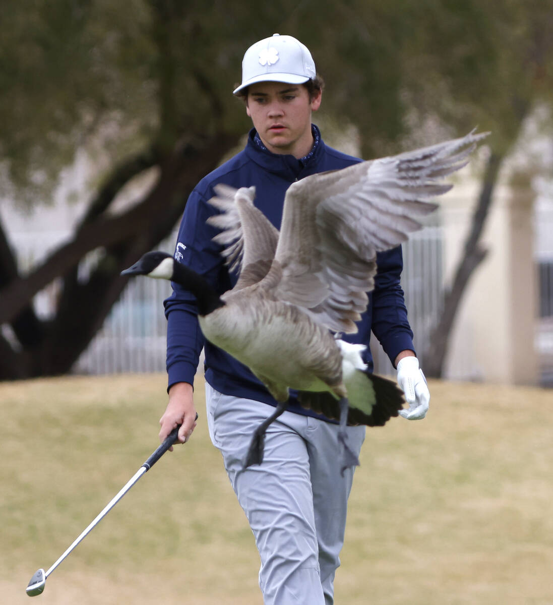 A Canada goose flies past Shadow Ridge's Colton Pash as he approaches the fourth green during C ...