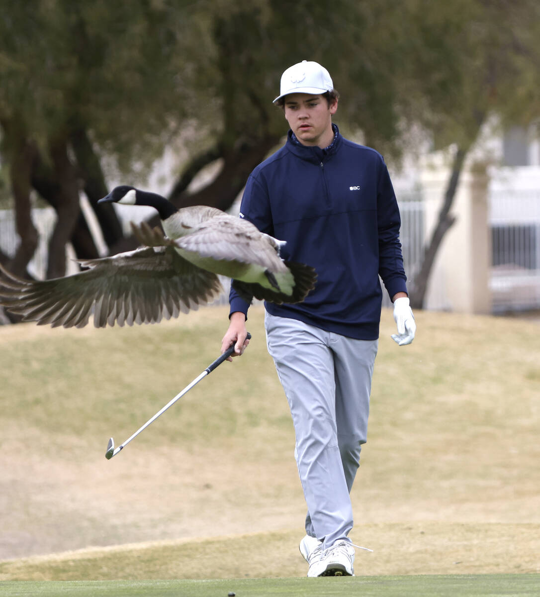 A Canadian geese flies past Shadow Ridge's Colton Pash as he approaches the fourth green during ...