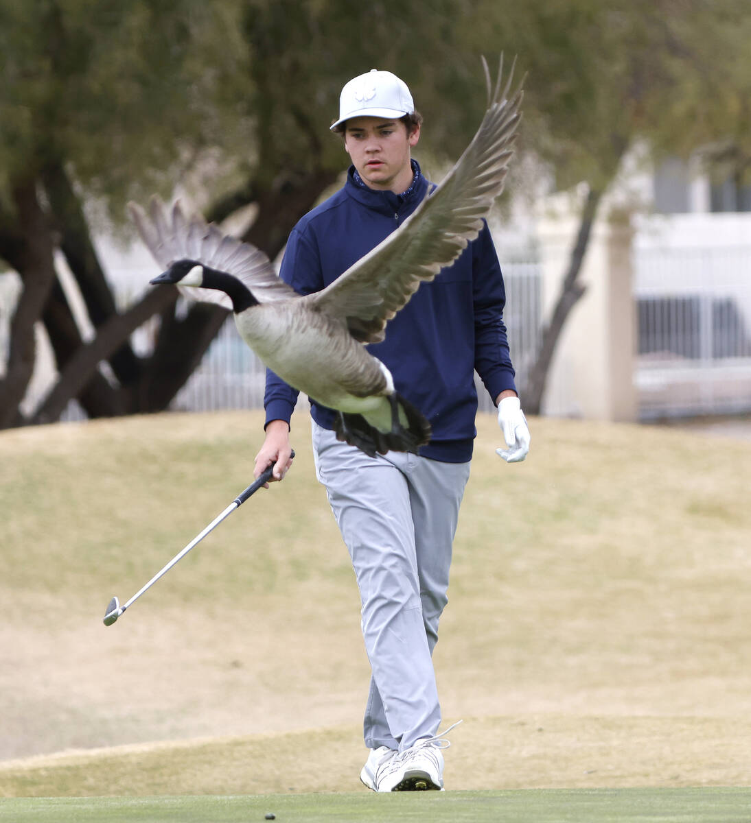 A Canadian geese flies past Shadow Ridge's Colton Pash as he approaches the fourth green during ...