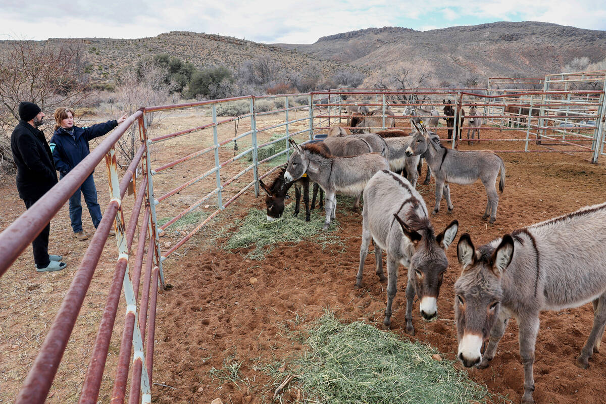 Siavash Saadi of Las Vegas, left, checks out burros with Bureau of Land Management Southern Nev ...