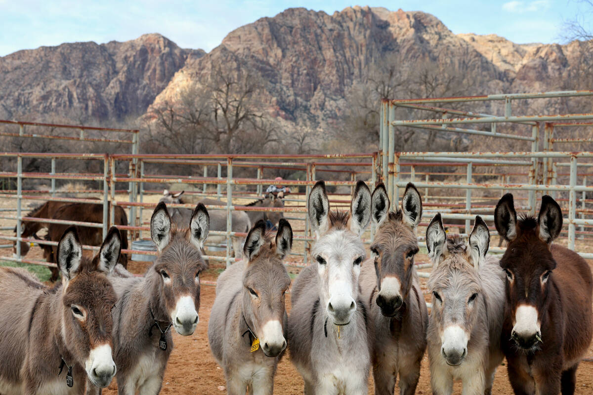 Burros wait for new homes during the Bureau of Land Management’s “Burro Palooza&# ...