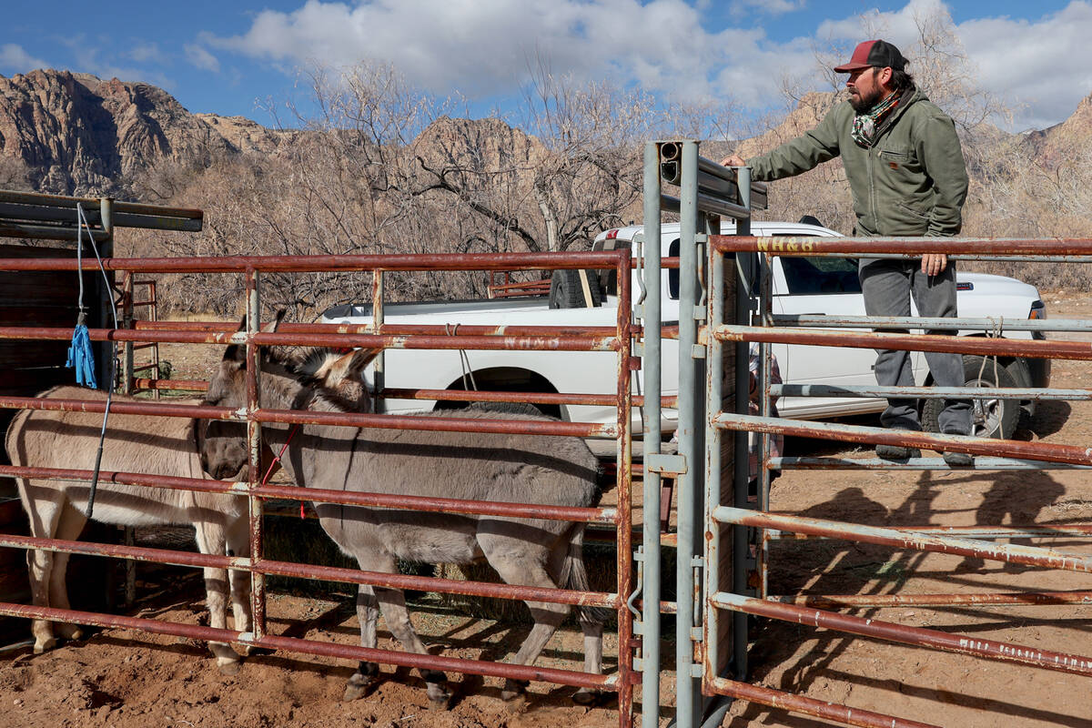 Bureau of Land Management Arizona State Lead for Wild Horse and Burro Lead John Hall directs so ...